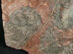 Huge x Scyphocrinites Crinoid Plate - Morocco #10467-4